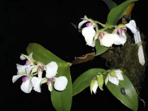 Bild von Dendrobium eximium 2